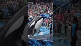 Oscar video of attack #oscars #15people #dolphin