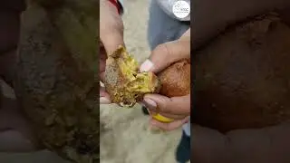 फल मक्खी पर लगाम लगाने का असली तरीका | Fruit Fly Control Hindi | Akarsh ME | ATGC #akarshme #fruit