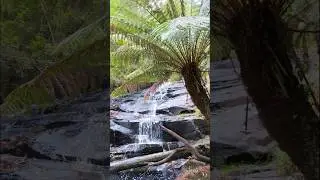 Scenic Landscapes | Cora-Lynn waterfalls, Lorne VIC AU- #NationalPark #NaturePhotography #wanderlust