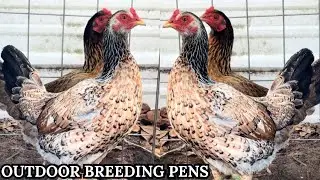 Shape Chicken Coop Feeding Time Free Range Outdoor Breeding Pens El Pintor Hdez Farm 