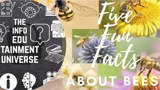 #Funfacts #Honeybees #bees Shocking Fun Facts about Honey Bees!