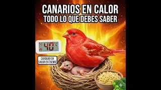 Preguntas Y Respuestas 35
