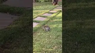 🐶🐱🐰 When a Dog, Cat, and Rabbit Meet&hellip; Pure Wholesome Chaos