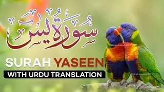 Surah Yasin ( Yaseen ) with Urdu Translation | Quran With Hindi Tarjuma Beautiful Voice Episode 43