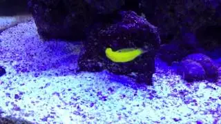 Yellow Wrasse