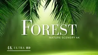 Forest Natural 8K Relaxation Video - Relaxation & Nature Therapy | Nature Scenery 4K