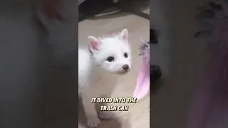 Girl finds lost white fox cub in the wild#shorts #animals