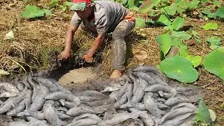 Amazing Catching Copper Snakehead fish & catfish Under secret nest fish