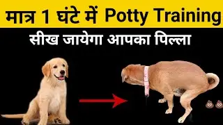 You will be able to give potty training in just 1 hour, just watch this video.
