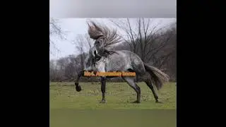 Best and beutiful horses in the world #horse#breed#woeld horses