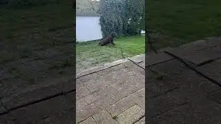Labrador retriver #music #remix #song #country #dance #schortsvideo #nature #happy #live #dog #90s