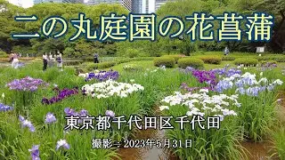 二の丸庭園の花菖蒲 [4K] Japanese irises in the Ninomaru Garden