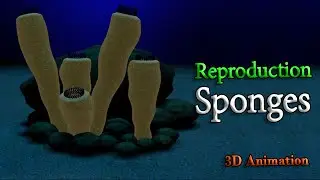 Reproduction in sponges ( 3D Animation )