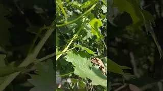 Sunderkhani Grapes Fruit #grapenation #grafting #nature #grapecity #fruitfarming #farming #fruitgrow