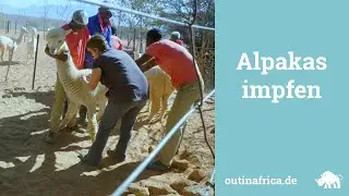 Alpakas impfen - Farmleben