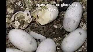 HOW A TURTLE IS BORN|Sternotherus Carinatus|TURTLE|RazorbackMusk|TARTARUGHE|Come nasce una Tartaruga