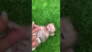 Extremely Friendly Baby Monkey Axel