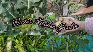 Winter Kitchen Garden Update 🌱|Arunachal Pradesh 🌾 