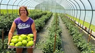 Mom Harvesting Our First Tomatoes!