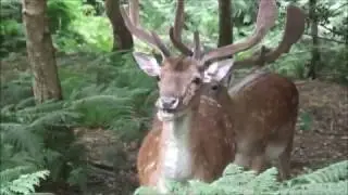 Setthorns Campsite - Limpy Lionel the Wild Deer