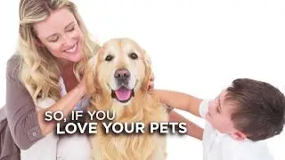 Turmeric for Pets