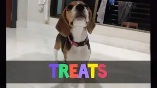 The Super Intelligence Dog 🐶/Lexi the beagle