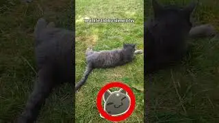real life tabby slime from slime rancher  🐈 #shorts #slimerancher #cats #tabbycat