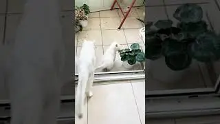 British funny kittens😻are playing on the balcony #1 Британские весёлые😄 котята играют на балконе.