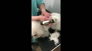 Pet Grooming Essentials: Melamine Sponge, Magic Eraser & Hair Trimmer Kit