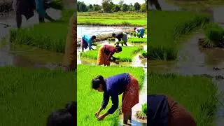 Farmer lifestyles at rainy seasion in Cambodia. #shorts #shortvideo