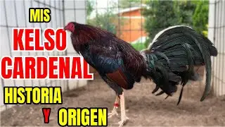 MIS KELSO CARDENAL... SU HISTORIA Y ORIGEN
