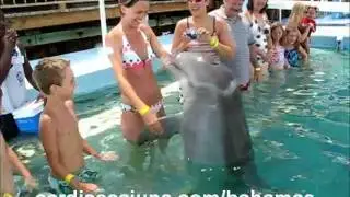 Dolphins Love Bikinis and Happy Ending in Bahamas