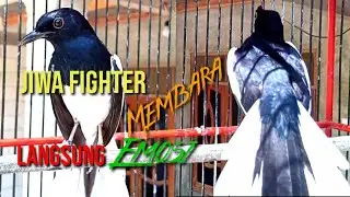 TES MENTAL KACER TARUNG!!!PANCINGAN KACER LANGSUNG EMOSI NYAUT NGOBRA