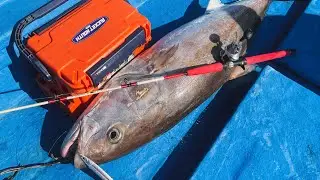 Vietnam 🇻🇳 Deep Sea Jigging | 88LBS Monster Amberjack