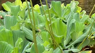The Beauty Of Green Nature 🌿 #nature #plants #greeny #viralvideo livestream