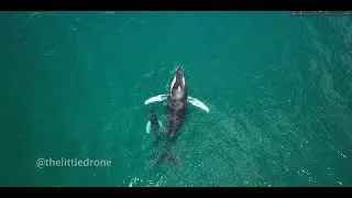 WHALE DANCING WITH DJI MAVIC PRO, 4K, PANAMA, ISLA CONTADORA, BALLENAS