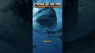Судьба огромной акулы. Кого она встретила в глубинах Аральского моря?