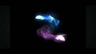 Flying Butterfly background black 