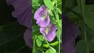 India Plant market Nursery Flower Plants #garden #flowers #flowerlover #viralvideo