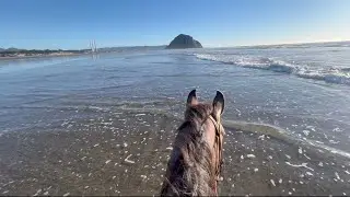 Riding My Colt On The Beach For The First Time (Vlog, Tips, and Catching Up)