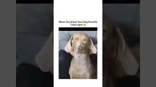 Funny Dogs videos #adorabledog #pets #dontlaught #cuteanimals #funny #hilariousfails #cutedogs #fun