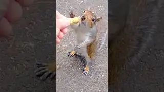 if a squirrel trusts you, they'll touch your hand like this #squirrels