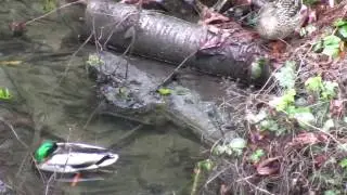 ducks redux