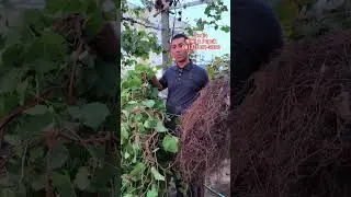 Rootstock IAC 572 Effect #anggurimport #grapevine #budidayaanggurimport