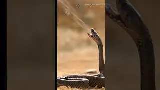 #snake #trending #trend #cobra #sound #wildlife #animalssounds #snakesound #animals #shorts
