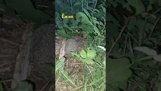 #деревня идем с работы поймали ёжика 🦔