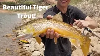 Fishing For Tiger Trout With Small Jerkbaits! Big Utah Tiger Trout!