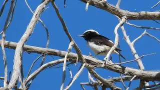 Birds of Saudi Arabia: Arabian Wheatear