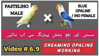 Parblue pastelino male into blue opaline split ino female pairing and result | creamino opaline