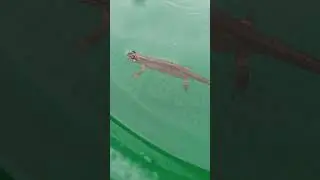 SMOOTH NEWT